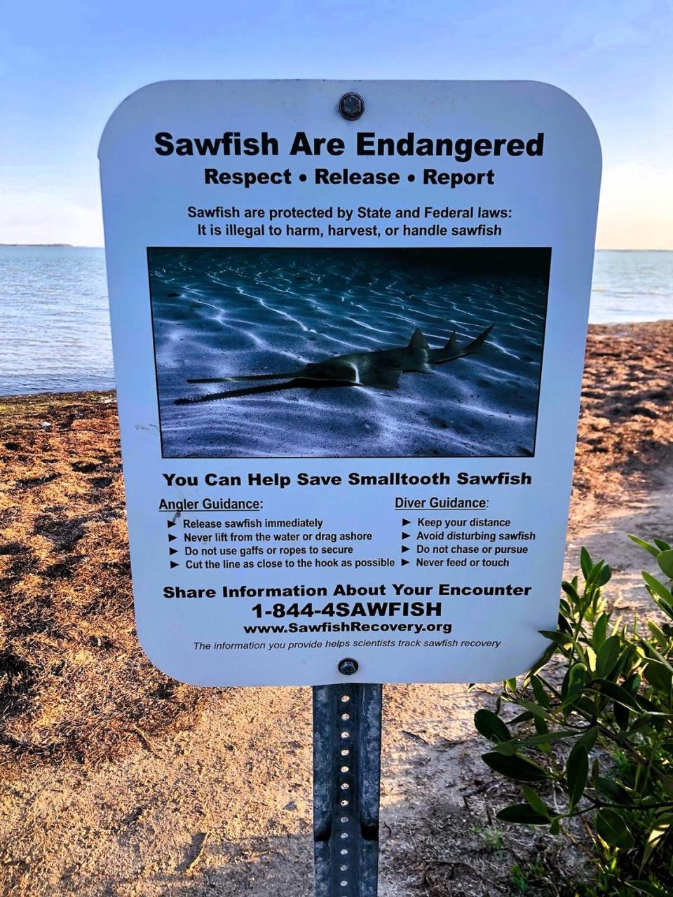 Endangered smalltooth sawfish in Florida are spinning, thrashing, and dying for mysterious reasons.