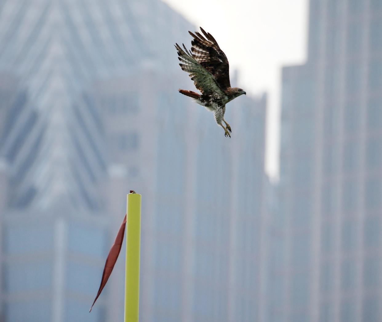 A peregrine falcon takes off from a goal post at the Carolina Panthers' NFL football practice fields in Charlotte, N.C., Wednesday, June 15, 2016. (AP Photo/Chuck Burton)