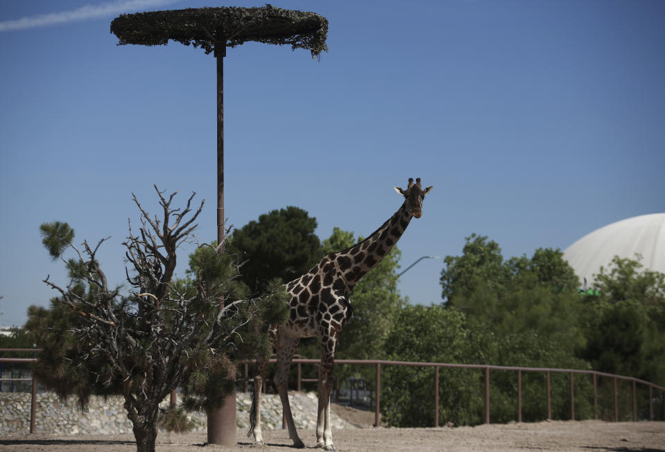 Benito the giraffe looks out from his enclosure at the city run Central Park, in Ciudad Juarez, Mexico, Tuesday, June 13, 2023. Activists are working to get Benito, a 3-year-old male giraffe who arrived in May, removed from the small enclosure in the Mexican border city. Activists say it is cruel to keep the giraffe in the small fenced enclosure, by himself alone, with only about a half-acre to wander and few trees to nibble, in a climate he’s not used to. (AP Photo/Christian Chavez)