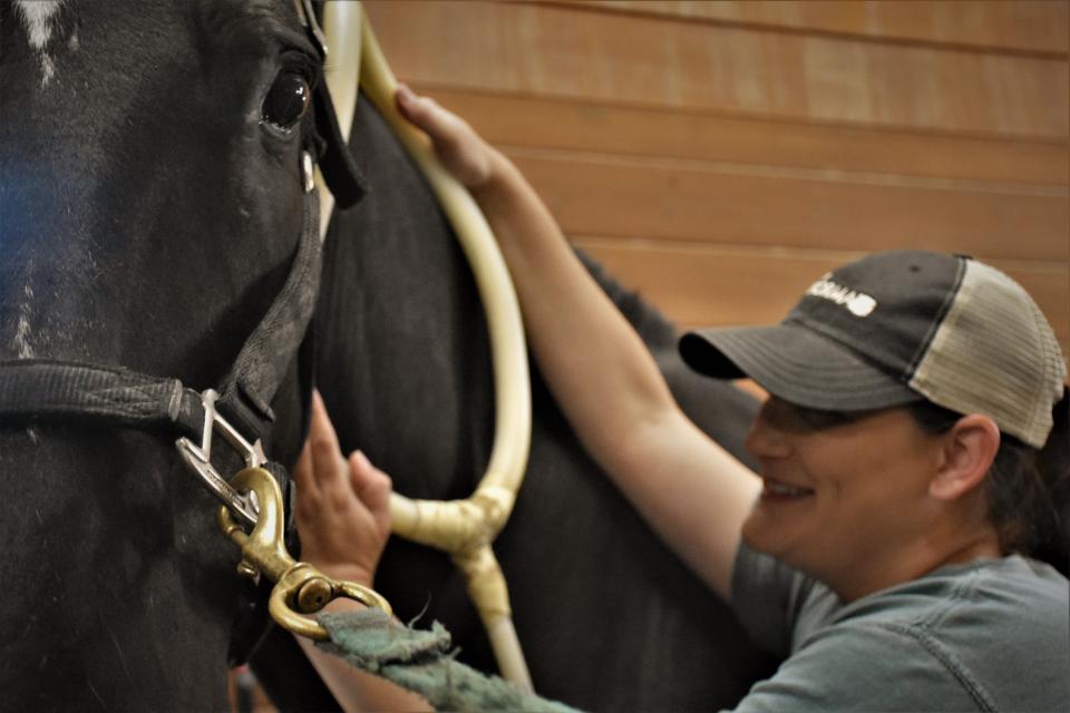 Jaekcle Centre barn manager Naomi Minardi performs a rehabilitative treatment on Mark, a former Caisson horse, on Monday, Aug. 1, 2022, in Thompson's Station, Tenn.