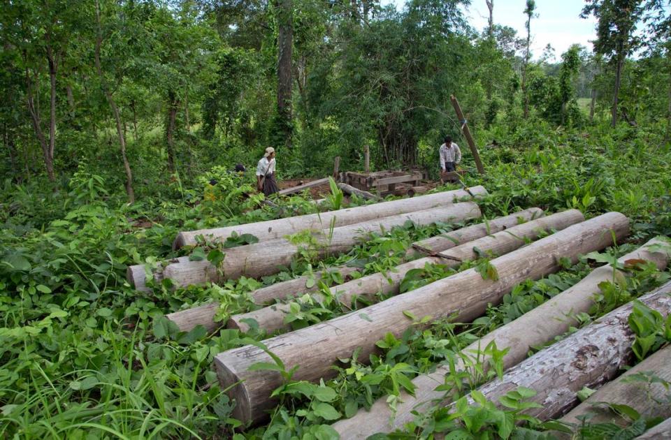 Activistas medioambientales que luchan contra la tala ilegal retiran la maleza que cubría los árboles talados de manera ilegal recientemente en lo que solía ser una selva en Chaung Gwet, en el norte de la división de Sagaing, Myanmar, el 25 de junio de 2016. Empresas estadounidenses siguen importando teca de Myanmar a pesar de las sanciones impuestas tras la toma del poder por los militares.