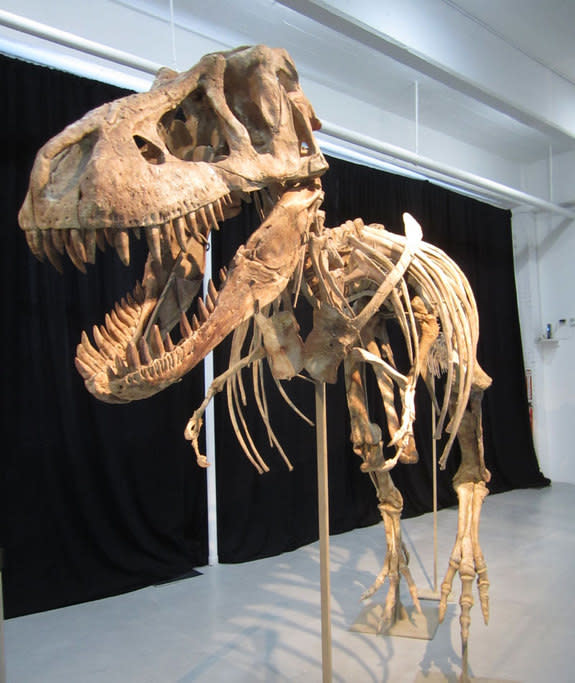 A <em>Tarbosaurus bataar</em> skeleton that sparked an international custody battle began its journey home on May 6, 2013, as Mongolian officials formally took possession of the fossilized bones of the T. rex-like predator.