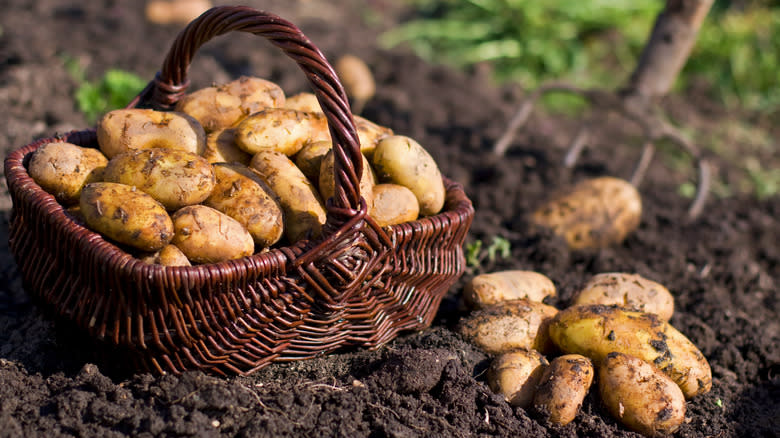 harvesting potatoes in basket