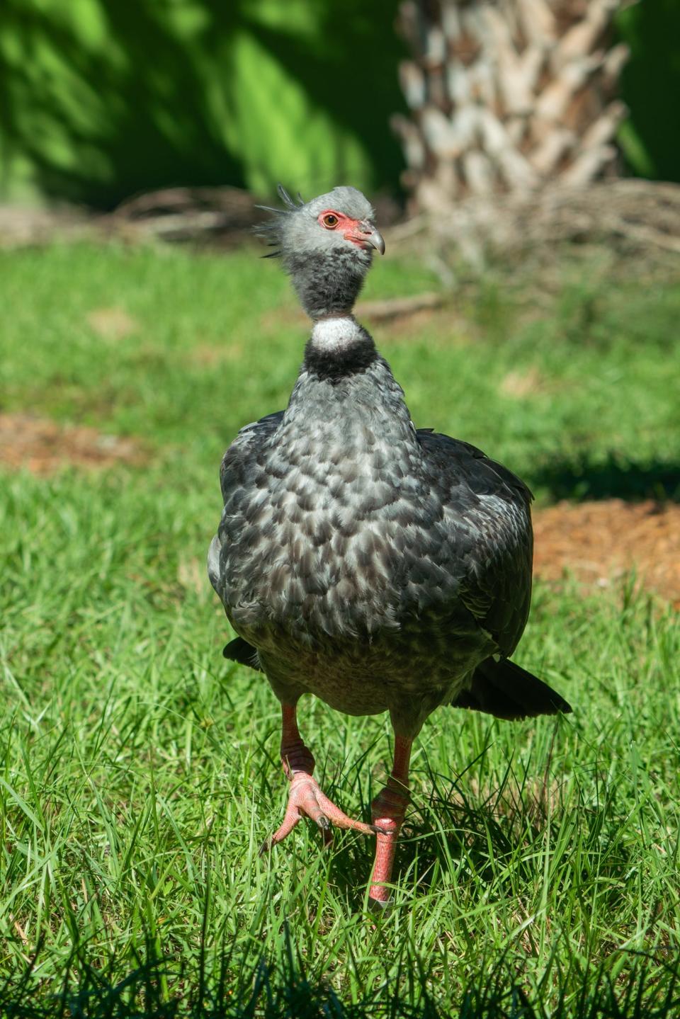 With a unique name, Southern screamers are large gray birds have a hooked bill and small head. Also known as the crested screamer, they have two sharp spurs on the forward edges of each wing that they use for defense in the wild.