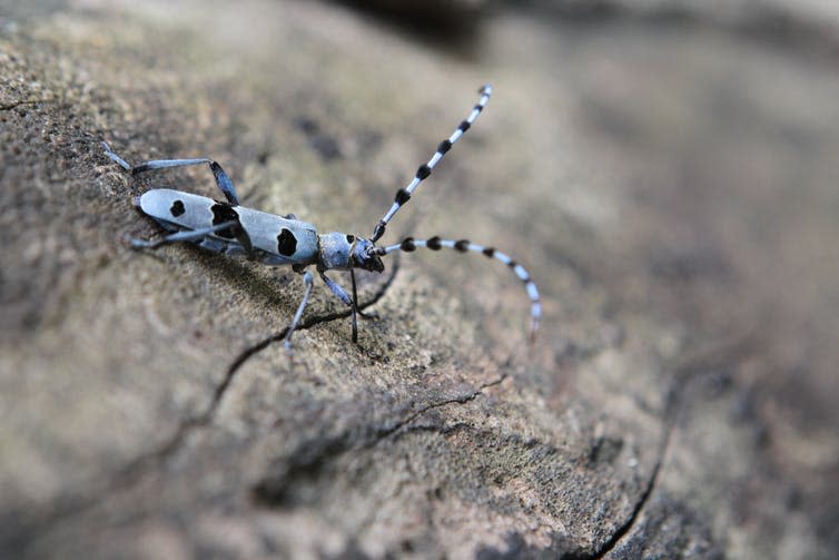<span class="caption">The Alpine longhorn beetle persists in old-growth forests across continental Europe.</span> <span class="attribution"><span class="source">Gergana Daskalova</span>, <span class="license">Author provided</span></span>