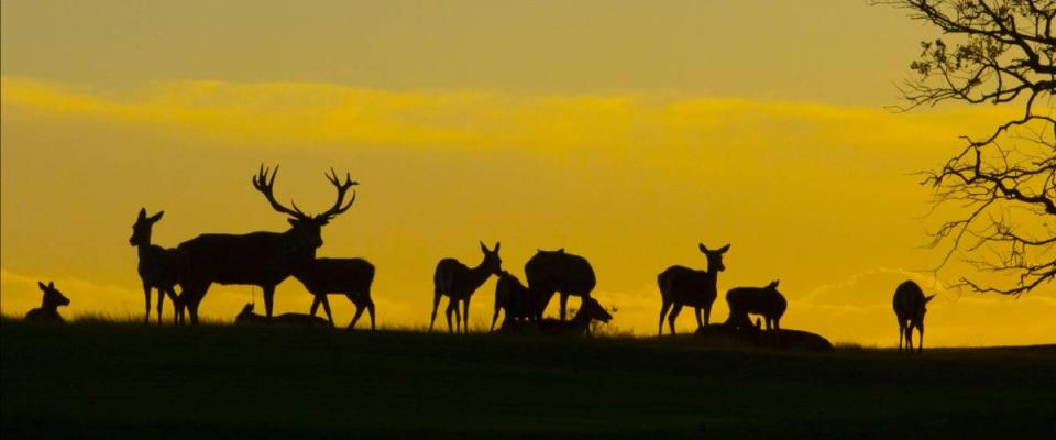 Silhouette of deers on hill