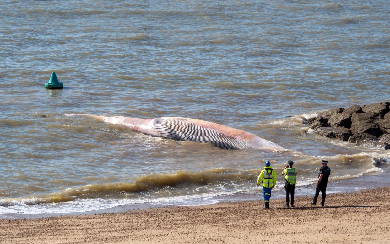 Whale on the beach - Big Blue Ocean Cleanup