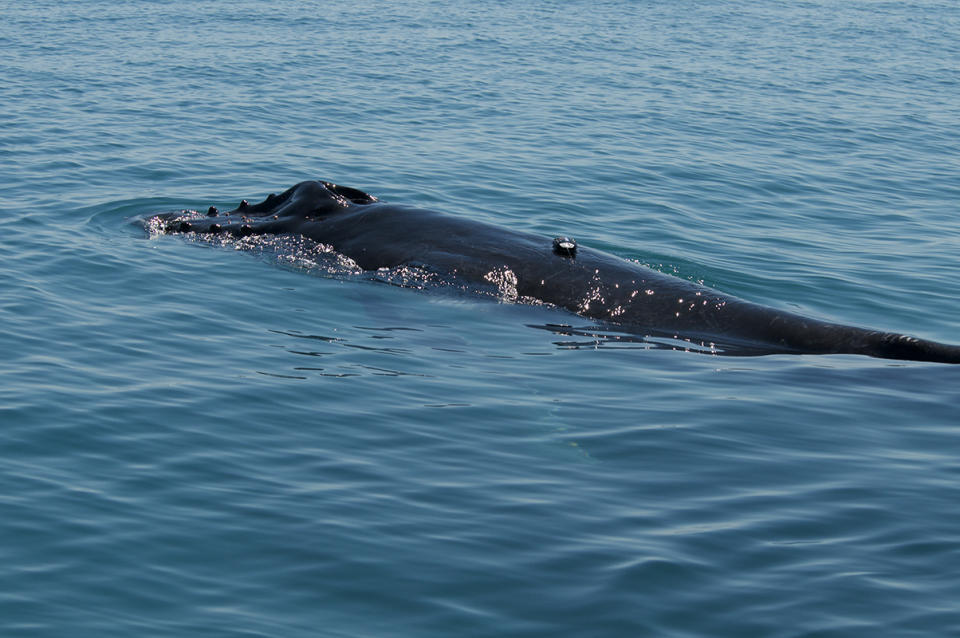 'Whispering' Whales: Humpback Calves Speak Softly to Mom