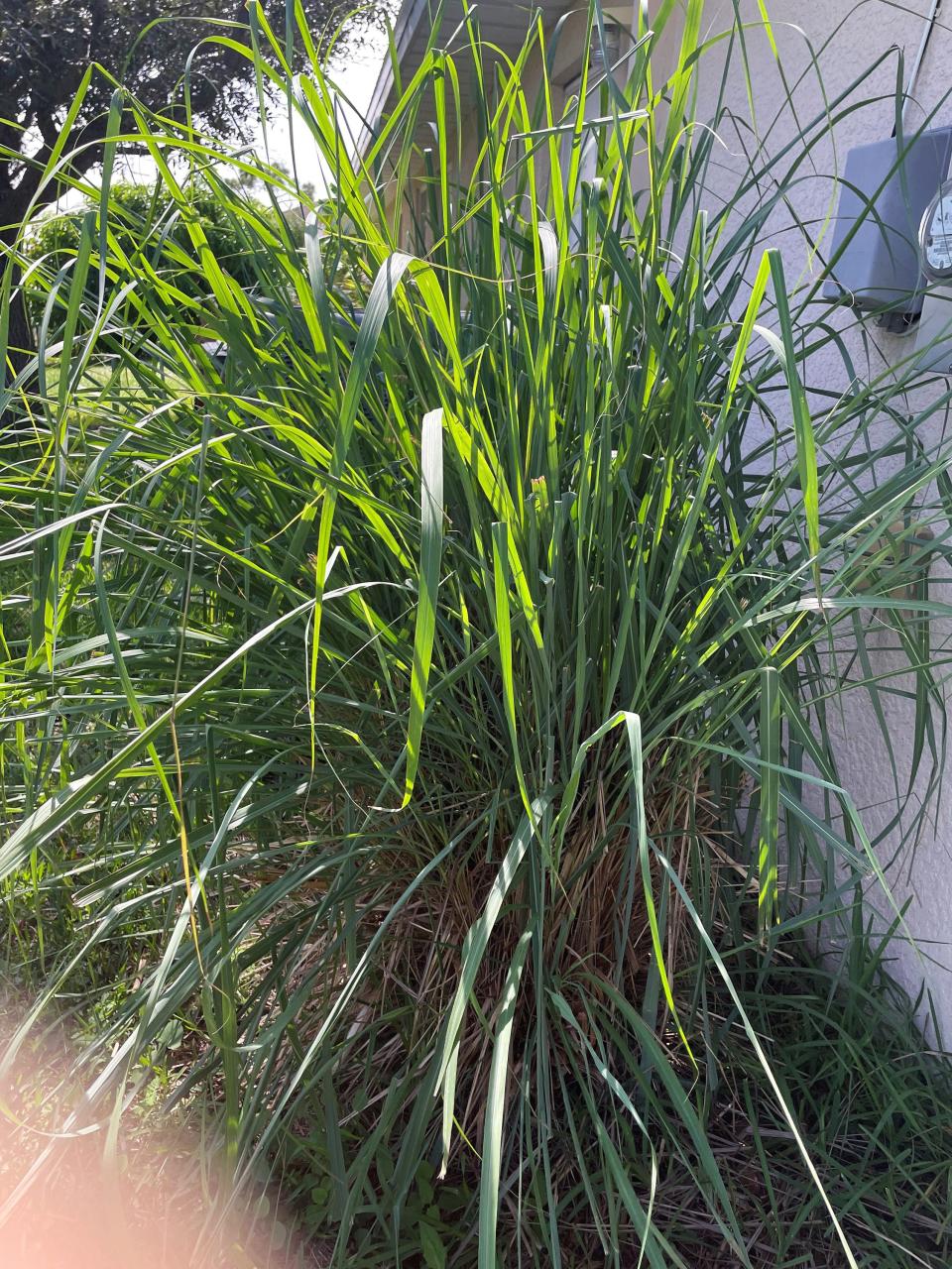 Ornamental grasses can provide texture and variety to offset your flowering plants. They come in multiple shapes, heights, and foliage colors. Grasses that are easy to care for include lemongrass.