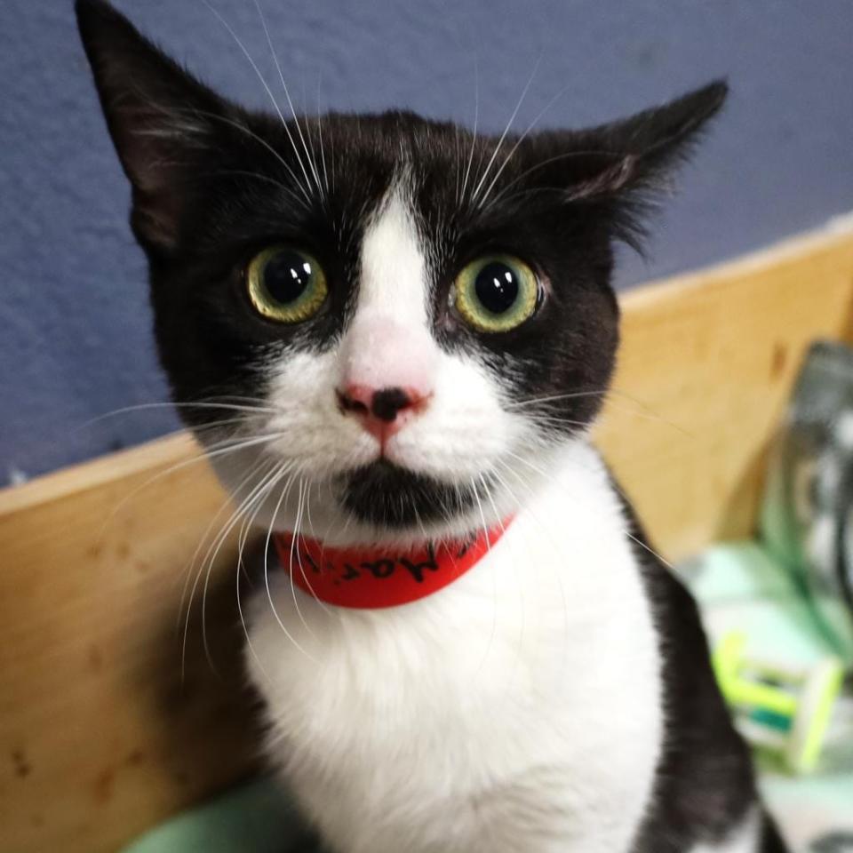 Marissa is also known around SPCA Florida as little tripod. She came in as a stray with damage to one of her legs and it couldn’t be saved. Now she’s at the Orlando Cat Café. She’s comfortable with other cats and a robustious little player who likes to give love bites.