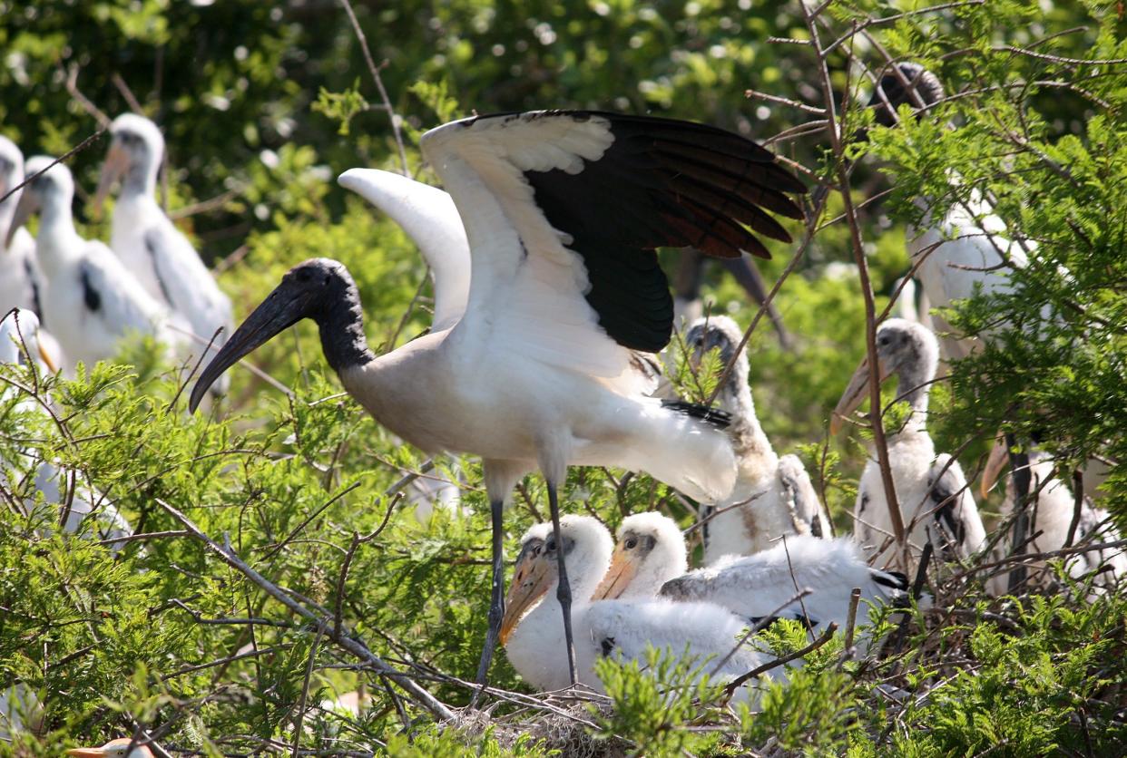 Wood storks have benefited from endangered species protection.