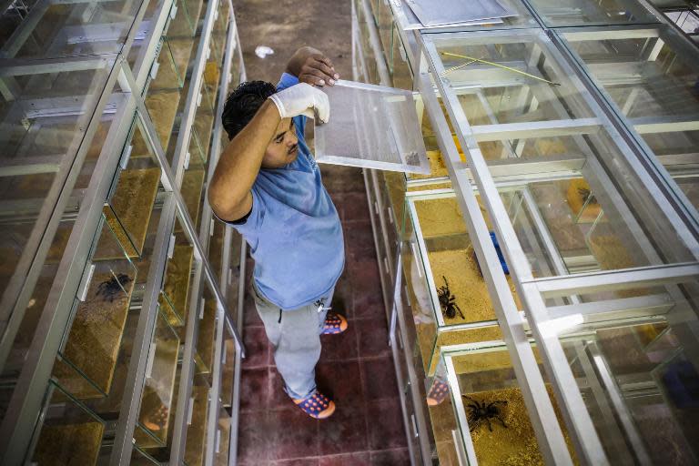 An employee handles tarantulas, known as Costa Rican Tiger Rump (Cyclosternum fasciatum), at the Exotic Fauna Store in Managua, Nicaragua, on November 24, 2014
