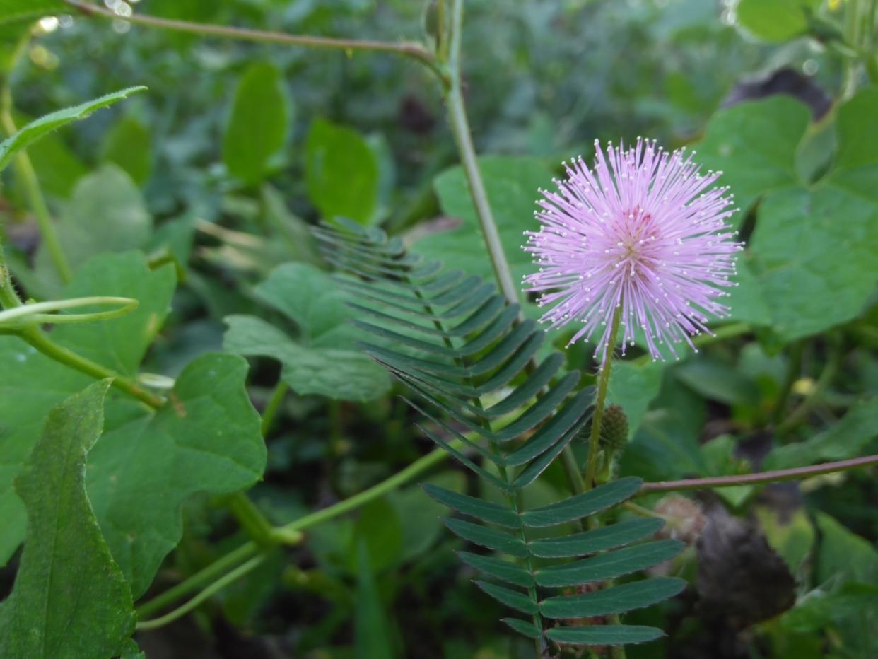 Sensitive plant is a hit with children and adults.