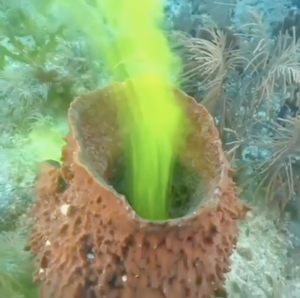 Underwater scene showing a tube sponge expelling water in a stream