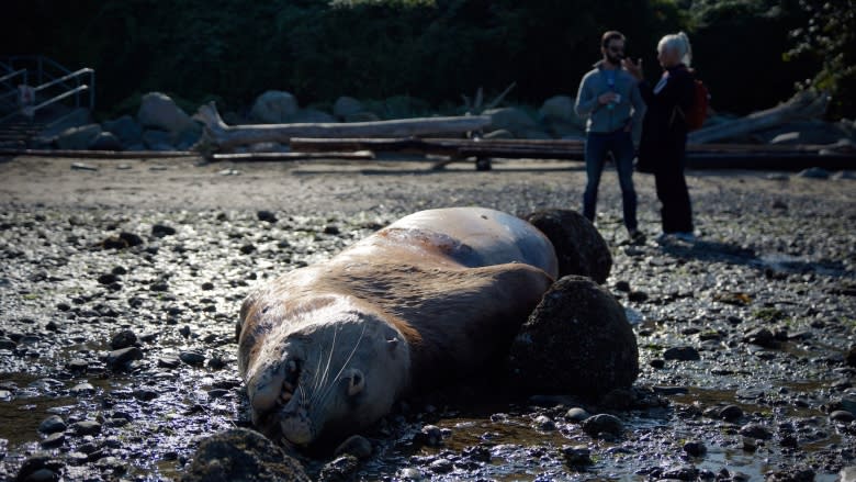 'This thing could just explode': dead sea lion concerns Point Grey beach users