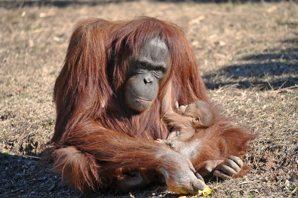 Zoe the orangutan learned how to nurse her baby by watching a human. (Courtesy Metro Richmond Zoo)