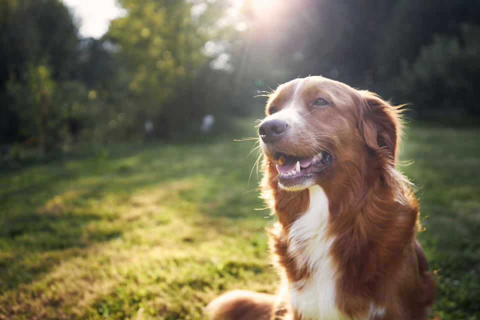 a dog smiling in a field