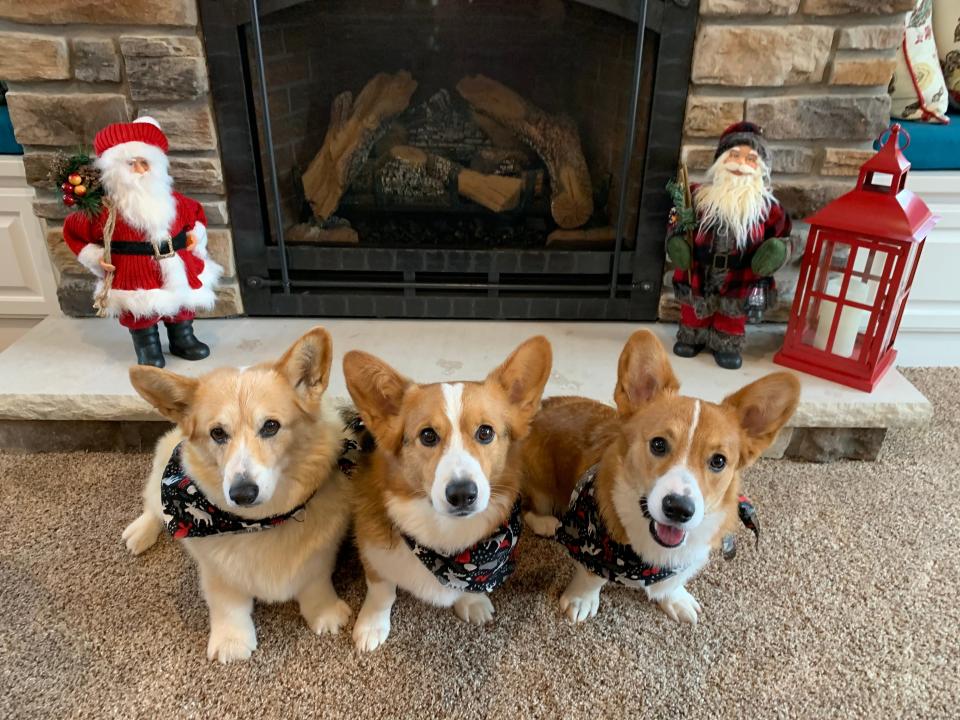 From left, Tammy Knudtson's dogs Liza (died in 2021), PJ and Murphy at Christmas in 2020. Knudtson is the author of "A Family for Riley," a new children's book about the corgi, Riley, getting adopted.