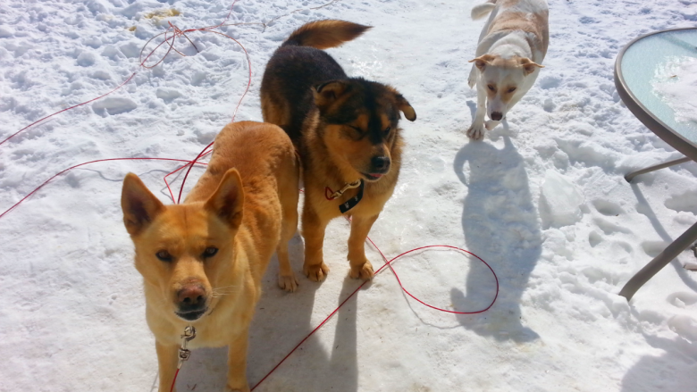 Volunteer group helps First Nations with stray dogs