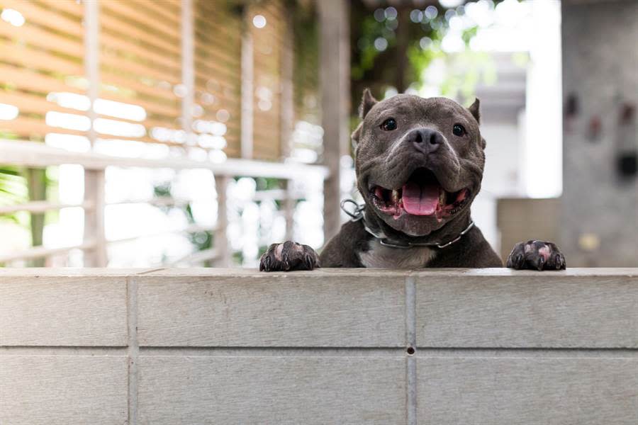 比特犬攻擊人、狗太可怕 農委會擬禁飼養繁殖 網讚：早該禁了。(圖為比特犬 達志提供)
