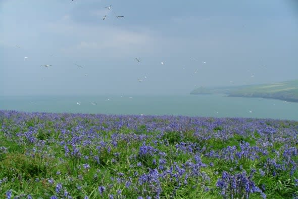 Britain's exotic island wildlife -where to see it