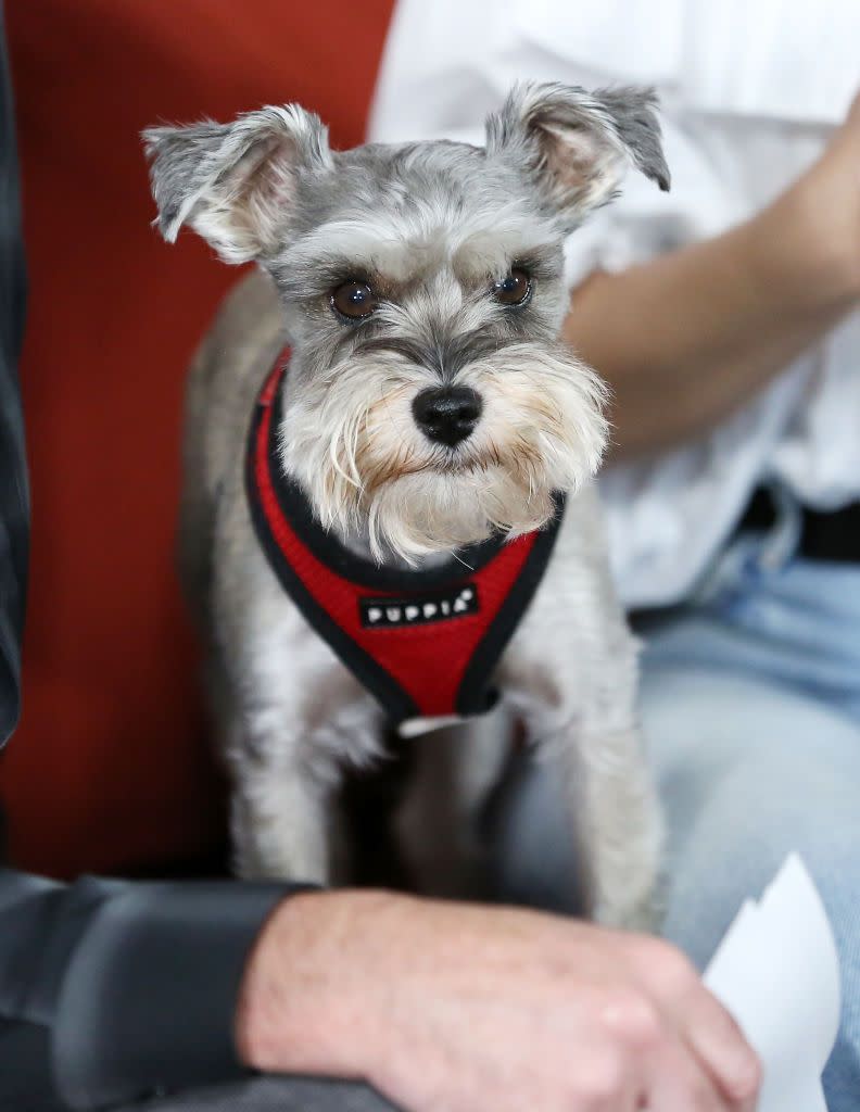 dogs that can be left alone miniature schnauzer