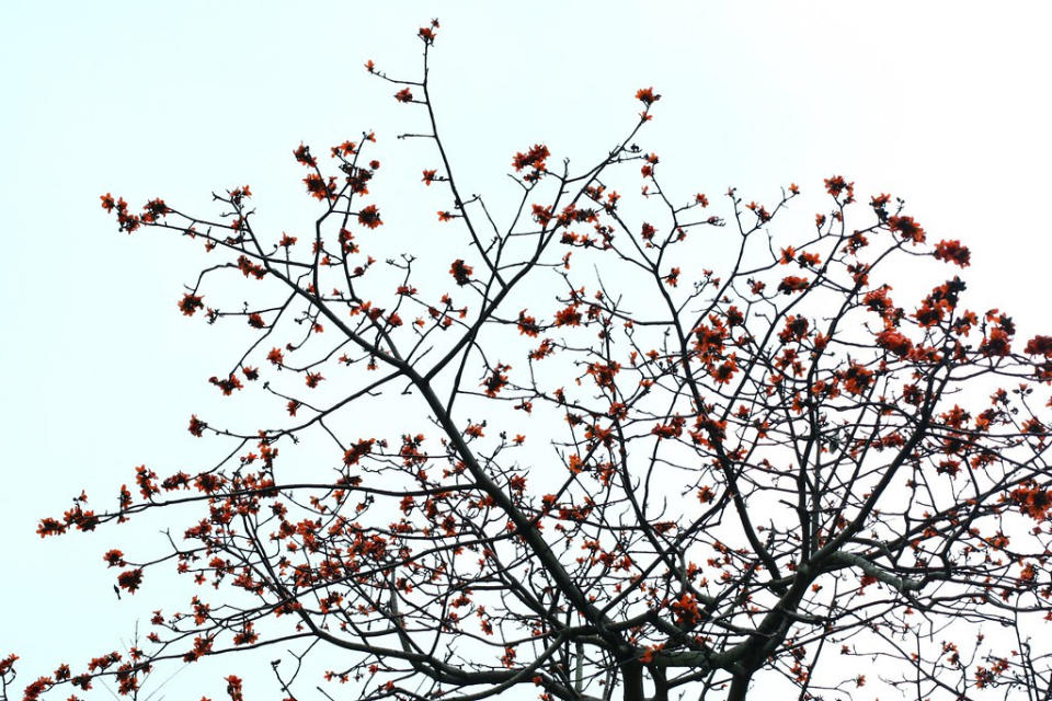 木棉花(Photo Credit: 柳雩@Flickr, License: CC BY-SA 2.0，圖片來源：https://www.flickr.com/photos/49512858@N00/2371447122)
