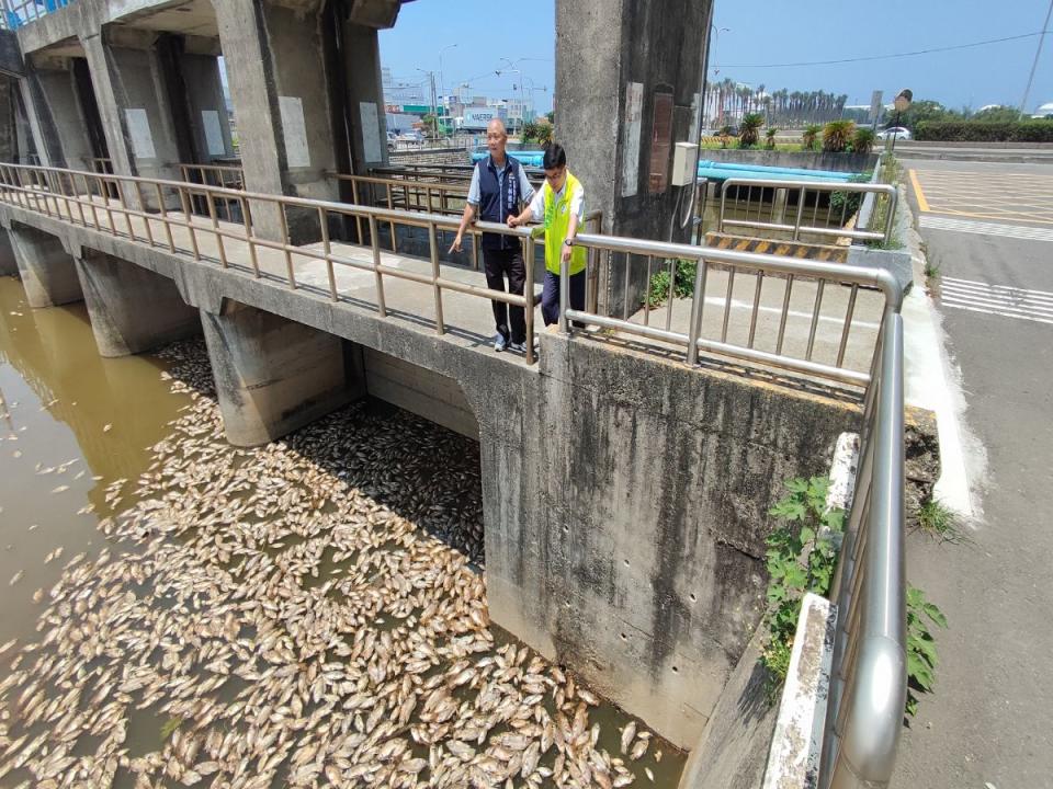 議員楊典忠批，梧棲大排全是死魚臭味，中市府失職，市府環保局說，這次研判是豪雨夾帶大量泥沙導致死魚，跨局處合作清理。（圖：楊典忠提供）