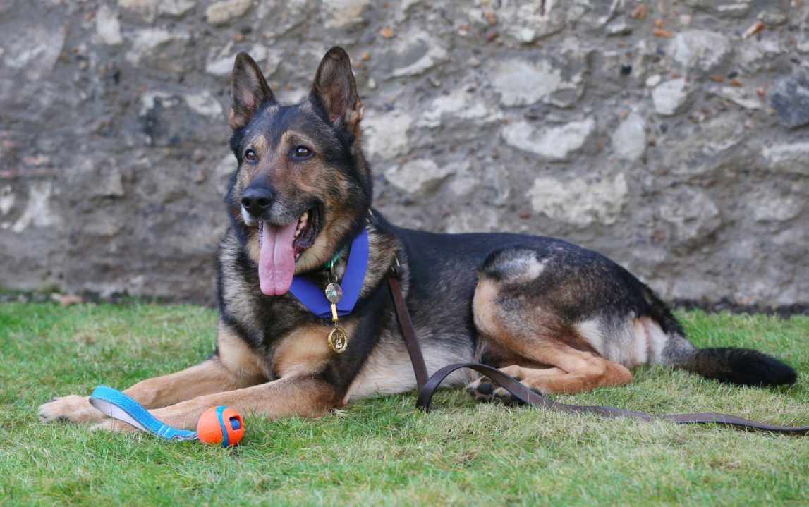 El perro policía Finn recibirá el premio George Cross para animales por su gran valentía. (PA)