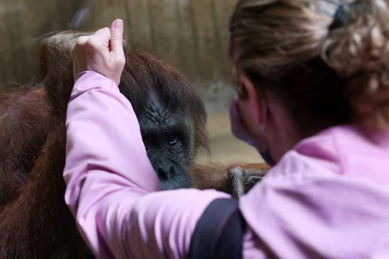 Lucy the orangutan and visitor greet each other with mirrored hands as the National Zoo reopens for patrons for the first time since the coronavirus disease (COVID-19) outbreak in Washington