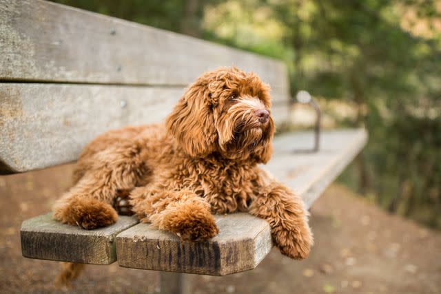 <p>Getty Images/Purple Collar Pet Photography</p> One of the most popular kinds of doodles, Labradoodles are great family dogs.
