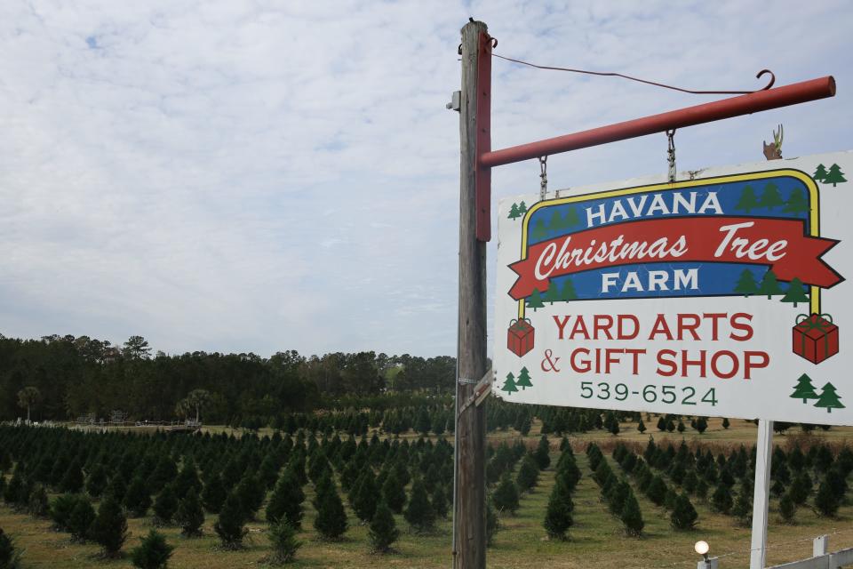 More than 15,000 trees grown on the 27 acres of the Havana Christmas Tree Farm.