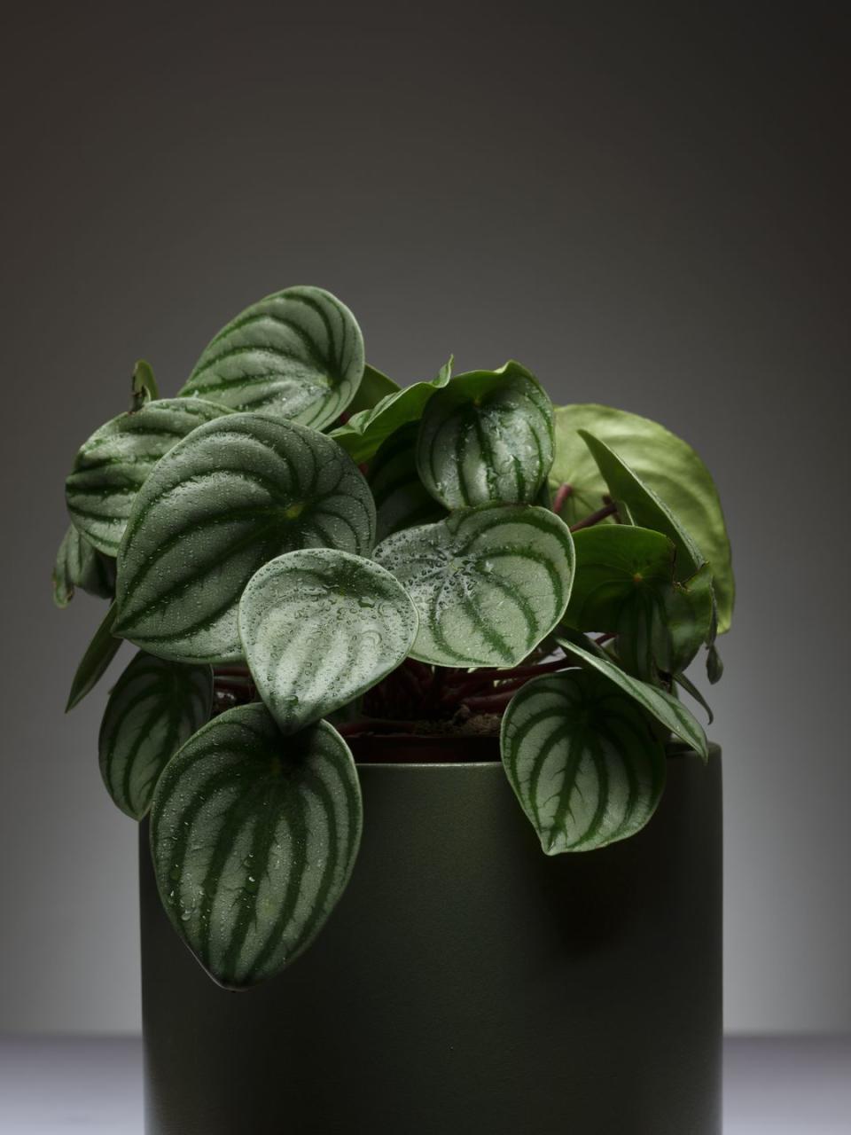 <p>The cute puckered heart-shaped leaves will handle low light levels, though it prefers moderate light. Different varieties may have smooth, green or wrinkly striped foliage. Make extra-sure to let it dry out between waterings. </p><p><a class="link " href="https://go.redirectingat.com?id=74968X1596630&url=https%3A%2F%2Fgardengoodsdirect.com%2Fcollections%2Fpeperomia-plants%2Fproducts%2Fwatermelon-peperomia&sref=https%3A%2F%2Fwww.thepioneerwoman.com%2Fhome-lifestyle%2Fgardening%2Fg40365346%2Fbest-low-light-indoor-plants%2F" rel="nofollow noopener" target="_blank" data-ylk="slk:Shop Now;elm:context_link;itc:0;sec:content-canvas">Shop Now</a></p>