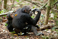 DisneyNature's "Chimpanzee" - 2012