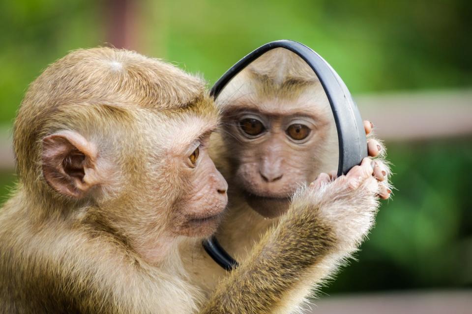 Monkey see, monkey do. Copying and imitation are fundamental to cultural evolution. <a href="https://unsplash.com/photos/GBEHjsPQbEQ" rel="nofollow noopener" target="_blank" data-ylk="slk:Andre Mouton for Unsplash.com;elm:context_link;itc:0;sec:content-canvas" class="link ">Andre Mouton for Unsplash.com</a>, <a href="http://creativecommons.org/licenses/by/4.0/" rel="nofollow noopener" target="_blank" data-ylk="slk:CC BY;elm:context_link;itc:0;sec:content-canvas" class="link ">CC BY</a>