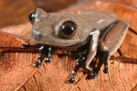 <b>Chocolate-coloured 'cocoa' frog</b><br> Looking a bit like something out of Harry Potter, the chocolate-coloured 'cocoa' frog was discovered this year in the Republic of Suriname, in northeastern South America.