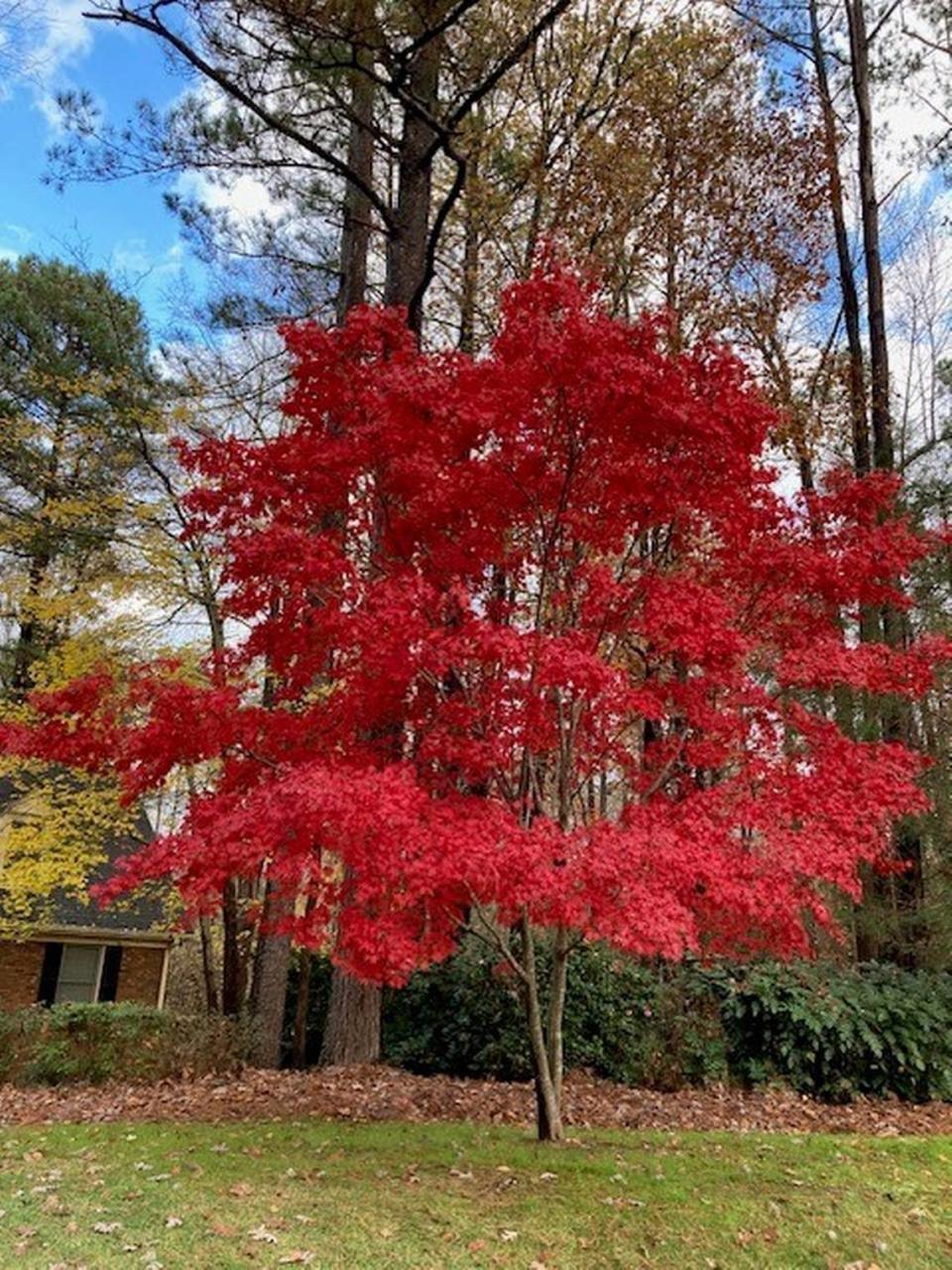 Reader Arthur Jackson’s favorite tree in the Triangle is in Raleigh.