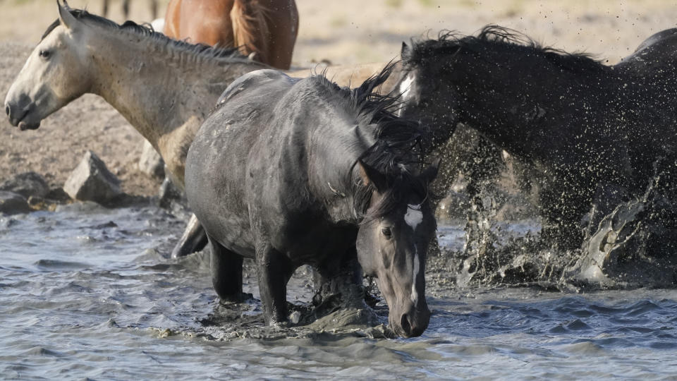 Wild horses drink from a pond at Simpson Springs, Wednesday, July 14, 2021, near U.S. Army Dugway Proving Ground, Utah. Horses from this herd were later rounded up as federal land managers increased the number of horses removed from the range during an historic drought. They say it's necessary to protect the parched land and the animals themselves, but wild-horse advocates accuse them of using the conditions as an excuse to move out more of the iconic animals to preserve cattle grazing. (AP Photo/Rick Bowmer)