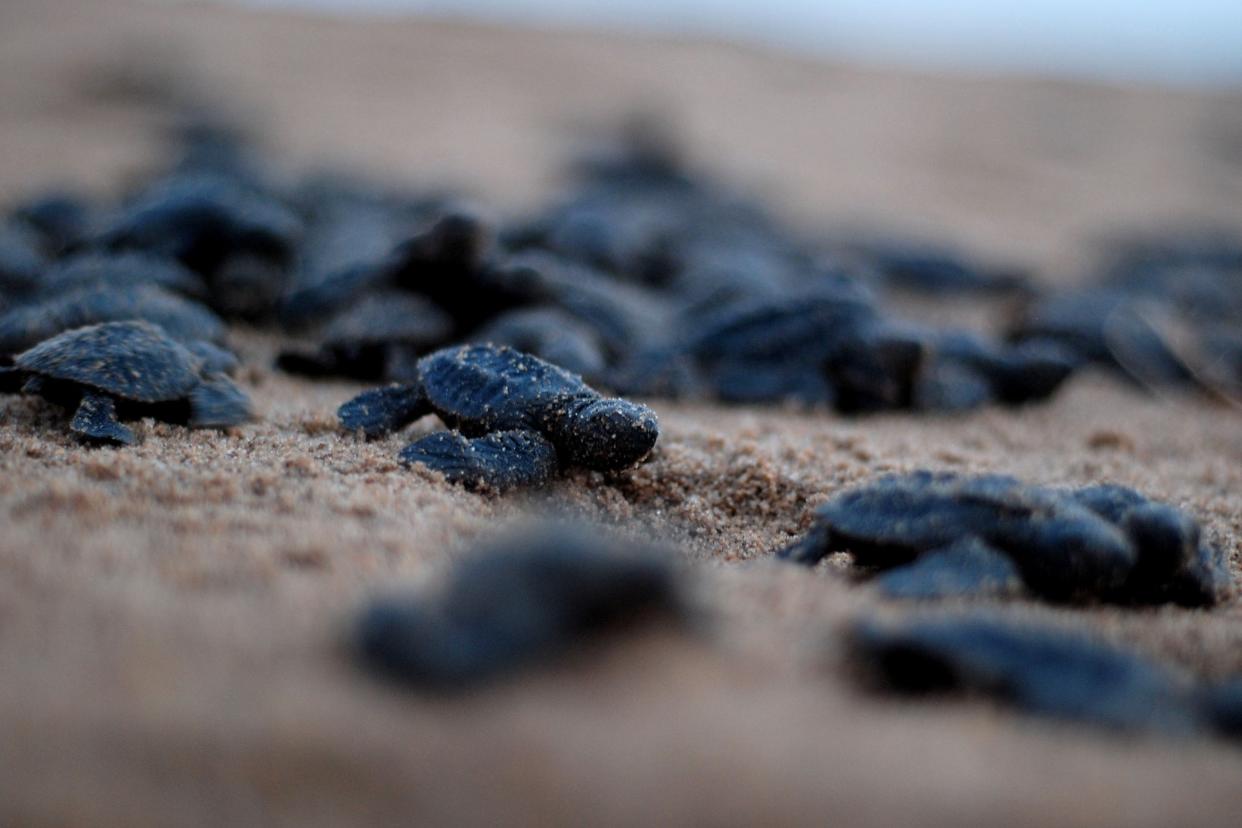 <p>File Image: Newly-hatched Olive Ridley turtles make their way to the ocean at a beach in the Indian state of Odisha  </p> (Getty Images)