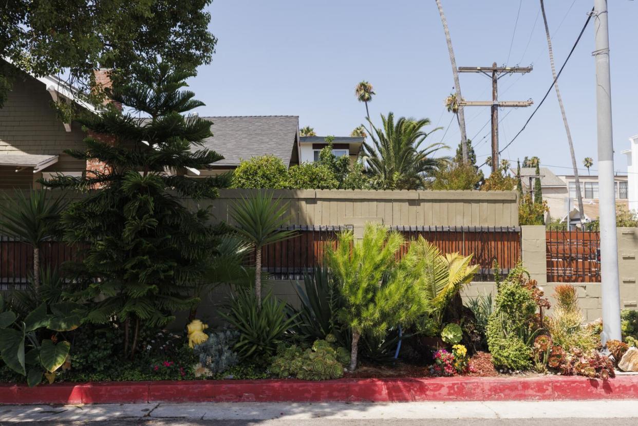 A garden including cacti and a pine tree are in a parkway adjacent to a home in East Hollywood.