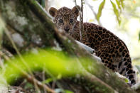 <p>A jaguar cub, stands atop a tree during a flood at the Mamiraua Sustainable Development Reserve in Uarini, Amazonas state, Brazil, June 5, 2017. (Photo: Bruno Kelly/Reuters) </p>