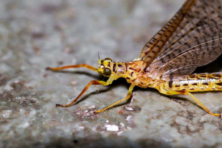 <span class="caption">Mayflies are aquatic insects, which are among the few winners in the new study.</span> <span class="attribution"><a class="link " href="https://www.shutterstock.com/image-photo/giant-mayfly-close-1548530867" rel="nofollow noopener" target="_blank" data-ylk="slk:Trishazdigilife/Shutterstock;elm:context_link;itc:0;sec:content-canvas">Trishazdigilife/Shutterstock</a></span>