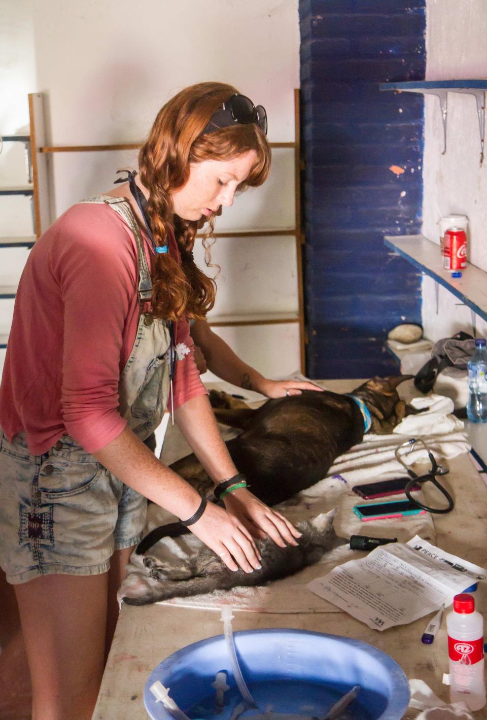 Young woman looking after pets at a neuter clinic in Mexico