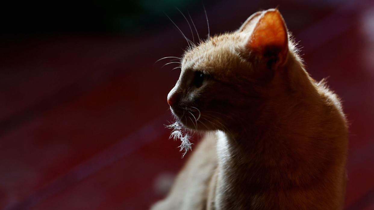  the profile of a ginger house cat seen in silouette with a puff of white feathers hanging from its mouth 