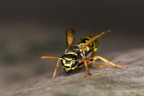 wasp on leaf