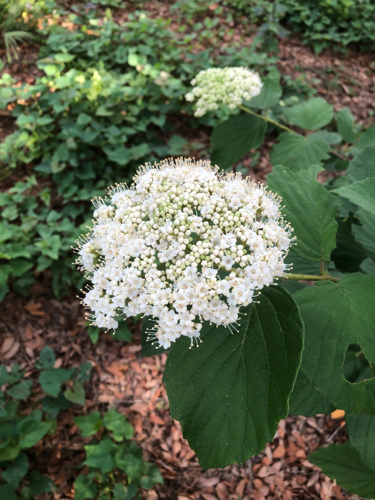 Arrowwood viburnum is a native shrub with small white blooms in spring.