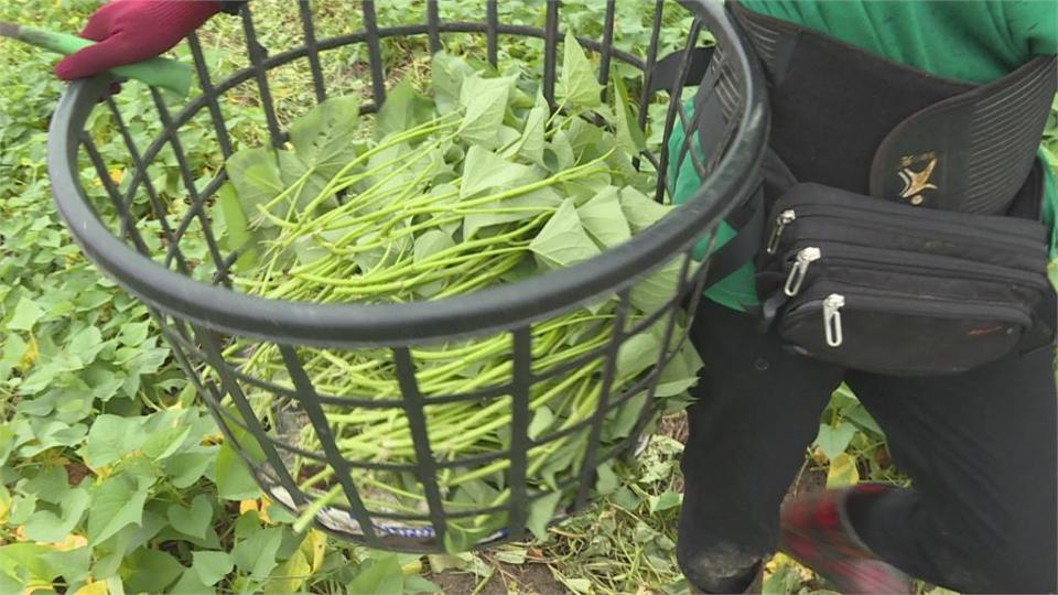 大雨過後菜價也灌水！茄子暴漲逾2倍、蔥蒜漲幅67％