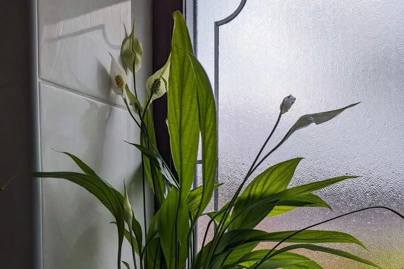 The peace lily plants have helped reduce damp and mould