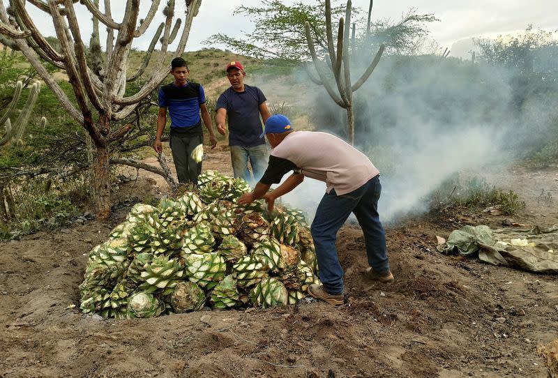 Venezuelan liquor cocuy is winning awards, but producers face hurdles