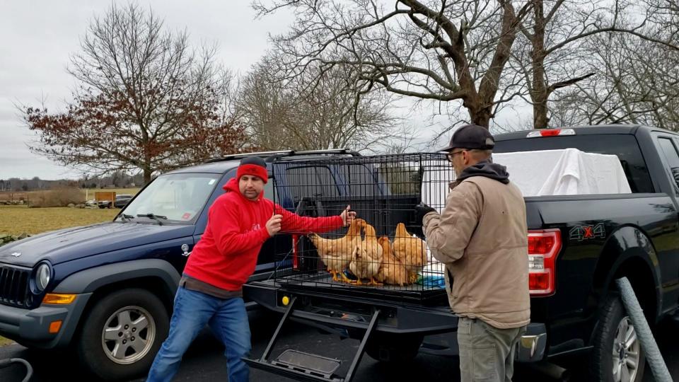 Patrick Cole, director of development and communications, and Lars Krahl unload some of the rescued chickens at West Place Animal Sanctuary.